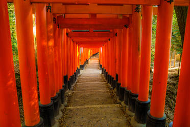 Die roten Torii-Tore des berühmten Fushimi Inari Taisha, des wichtigsten und ältesten Shinto-Heiligtums in Kyoto, Japan, Asien - RHPLF00619
