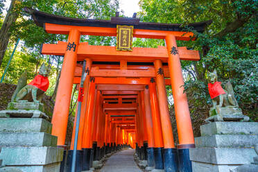 Tausend zinnoberrote Torii-Tore des Shinto-Heiligtums von Fushimi Inari Taisha, südlich von Kyoto, Japan, Asien - RHPLF00623