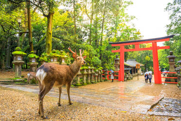 Wilde Hirsche und rotes Torii-Tor des Kasuga Taisha Shine, einer der beliebtesten Tempel, Nara Park, Nara, Japan, Asien - RHPLF00635