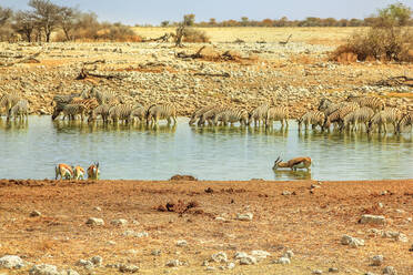 Zebras und Springböcke beim Trinken am Okaukuejo-Wasserloch, Etosha-Nationalpark, Namibia, Afrika - RHPLF00638