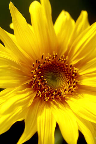 Nahaufnahme einer Sonnenblume aus hohem Winkel, lizenzfreies Stockfoto