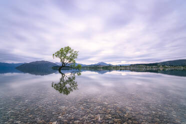 Lone Tree of Lake Wanaka against cloudy sky, New Zealand - SMAF01296