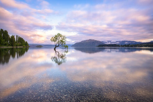 Einsamer Baum am Wanakasee vor bewölktem Himmel bei Sonnenuntergang, Neuseeland - SMAF01297