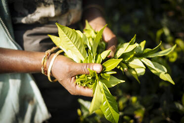 Tamilische Teepflückerin in einer Teeplantage im Hochland, Nuwara Eliya, Zentralprovinz, Sri Lanka, Asien - RHPLF00684