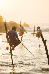 Stilt Fishermen at dawn, Weligama, South Coast, Sri Lanka, Asia - RHPLF00700