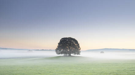 Baumgruppe und tiefliegender Nebel in Airton bei Malham, Malhamdale, Yorkshire Dales, Yorkshire, England, Vereinigtes Königreich, Europa - RHPLF00712