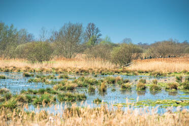 Feuchtgebiete im Wicken Fen National Nature Reserve, Cambridgeshire, East Anglia, England, Vereinigtes Königreich, Europa - RHPLF00716