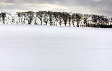 Baumreihe in Silhouette am Rande eines schneebedeckten Feldes, Rock, bei Alnwick, Northumberland, England, Vereinigtes Königreich, Europa - RHPLF00803