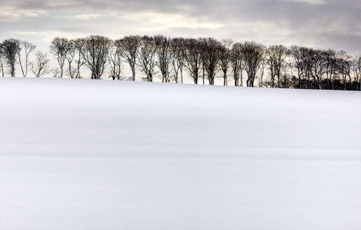 Baumreihe in Silhouette am Rande eines schneebedeckten Feldes, Rock, bei Alnwick, Northumberland, England, Vereinigtes Königreich, Europa - RHPLF00803