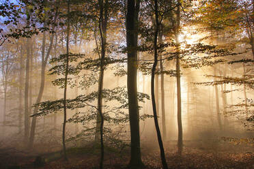 Autumnal forest near Kastel-Staadt, Rhineland-Palatinate, Germany, Europe - RHPLF00830