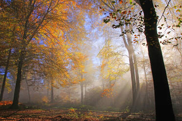 Autumnal forest near Kastel-Staadt, Rhineland-Palatinate, Germany, Europe - RHPLF00831