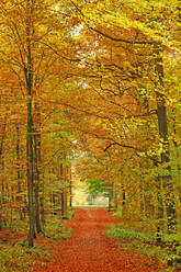 Autumnal forest near Kastel-Staadt, Rhineland-Palatinate, Germany, Europe - RHPLF00833