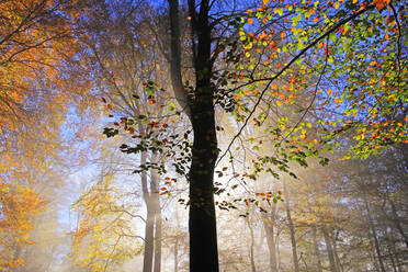 Autumnal forest near Kastel-Staadt, Rhineland-Palatinate, Germany, Europe - RHPLF00835