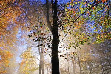 Herbstlicher Wald bei Kastel-Staadt, Rheinland-Pfalz, Deutschland, Europa - RHPLF00835