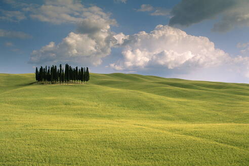 Gruppe von Zypressen, Val d'Orcia, UNESCO-Weltkulturerbe, Provinz Siena, Toskana, Italien, Europa - RHPLF00844