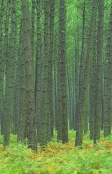 Kiefernwald, Landes, Aquitanien, Frankreich - RHPLF00851