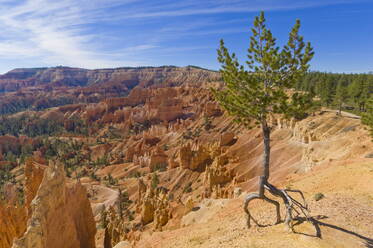 Flachwurzelnde Kiefer (Limber pine) (Pinus flexilis), am Rande des Bryce Amphitheaters, mit vielen erodierenden Hoodoos, Sunrise Point, Bryce Canyon National Park, Utah, Vereinigte Staaten von Amerika, Nordamerika - RHPLF00859