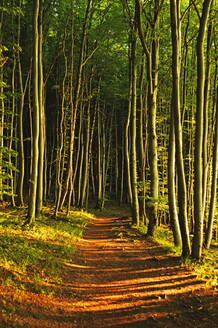 Buchenwald, Nationalpark Jasmund, Insel Rügen, Mecklenburg-Vorpommern, Deutschland, Europa - RHPLF00882