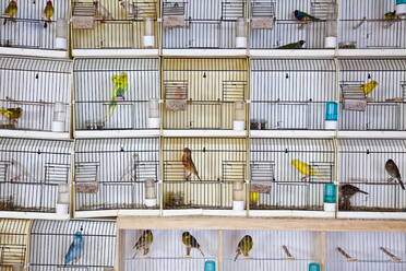 Vögel in Käfigen, Tier- und Vogelmarkt, Paris, Frankreich, Europa - RHPLF00924