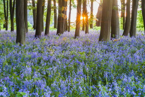 Blauglocken im Blauglockenwald im Frühling, Badbury Clump am Badbury Hill, Oxford, Oxfordshire, England, Vereinigtes Königreich, Europa - RHPLF00938