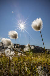 Arctic cotton grass (Eriophorum scheuchzeri) flowering in Sisimiut, Greenland, Polar Regions - RHPLF00940