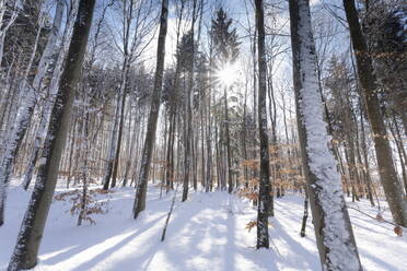 Wald im Winter, Schwäbische Alb, Baden Württemberg, Deutschland, Europa - RHPLF00958