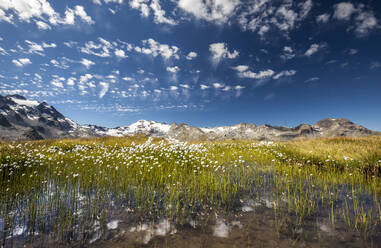 Eriophorus (cotton grass) blooming in the water of a lake in Upper Engadine, surrounded by the Swiss Alps, Graubunden, Switzerland, Europe - RHPLF00973