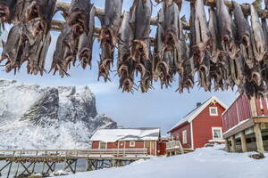 Kabeljau, typisches Produkt der Lofoten, das nach dem Trocknen im Freien in die ganze Welt exportiert wird. Hamnoy, Lofoten, Arktis, Norwegen, Skandinavien, Europa - RHPLF00981