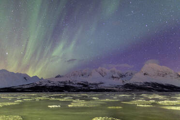 Nordlichter auf dem eisigen Meer von Svensby, Lyngen Alps, Troms, Lappland, Norwegen, Skandinavien, Europa - RHPLF00988