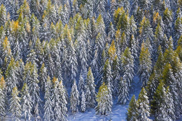 Aerial view of larches in the woods covered with snow during the fall season, Chiavenna Valley, Valtellina, Lombardy, Italy, Europe - RHPLF00997