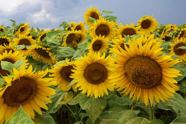 Schöne gelbe Sonnenblumen im Feld in Bayern gegen bewölkten Himmel - NDF00960