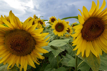 Nahaufnahme von Sonnenblumen auf einem landwirtschaftlichen Feld, Franken, Deutschland - NDF00961