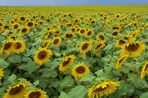 Blühende Sonnenblumen auf einem Acker in Würzburg - NDF00962