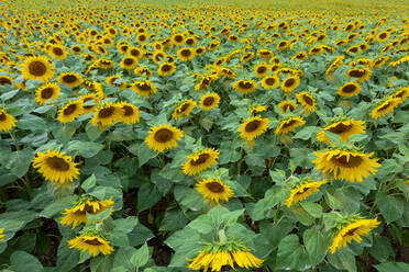 Hochformatige Ansicht eines Sonnenblumenfeldes im Sommer, Franken, Deutschland - NDF00963