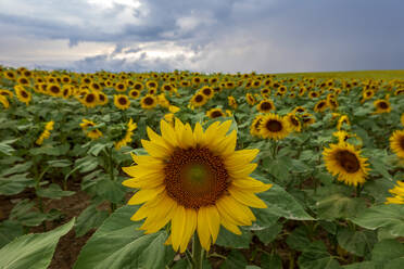 Schöne Sonnenblumen blühen im Feld gegen bewölkten Himmel, Franken, Deutschland - NDF00964