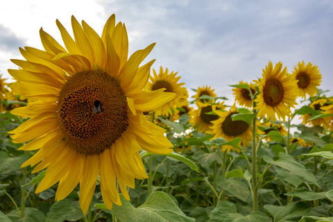 Nahaufnahme von blühenden Sonnenblumen auf einem landwirtschaftlichen Feld in Würzburg gegen den Himmel, lizenzfreies Stockfoto