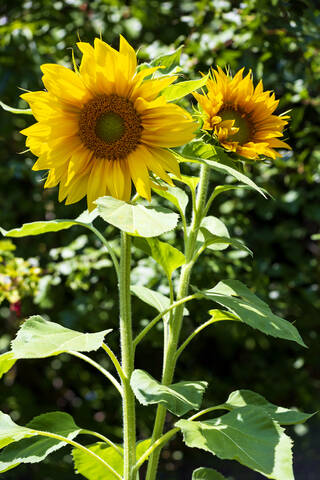 Nahaufnahme von blühenden Sonnenblumen auf einem Feld an einem sonnigen Tag, Franken, Deutschland, lizenzfreies Stockfoto