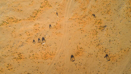 Luftaufnahme einer Gruppe von Kamelen in der Wüste von Sharjah, Vereinigte Arabische Emirate (V.A.E.) - AAEF03165