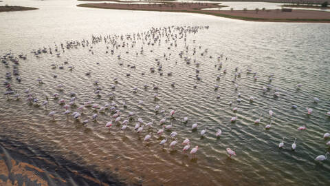 Luftaufnahme von Flamingos in den Al-Qudra-Seen inmitten der Saih Al Salam-Wüste in Dubai, VAE., lizenzfreies Stockfoto