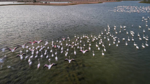 Luftaufnahme von Flamingos in den Al-Qudra-Seen inmitten der Saih Al Salam-Wüste in Dubai, VAE. - AAEF03281