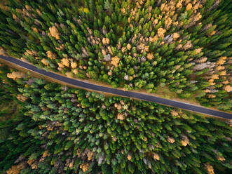Luftaufnahme einer geraden, von Wald umgebenen Straße während der Herbstsaison in Estland - AAEF03594