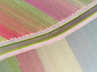 Aerial photography of colorful tulips fields in Voorhout, Zuid-holland, the Netherlands - AAEF03612