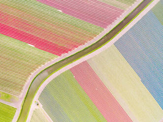 Aerial photography of colorful tulips fields in Voorhout, Zuid-holland, the Netherlands - AAEF03615