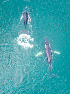 Aerial view of two whales swimming at the surface of Dutch harbor in Alaska - AAEF03617