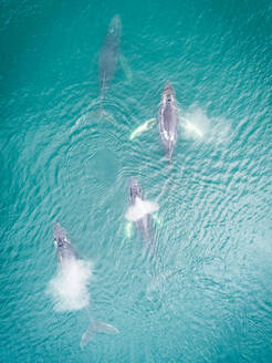 Aerial view of four whales swimming at the surface of Dutch harbor in Alaska - AAEF03618