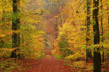 Autumnal forest, Kastel-Staadt, Rhineland-Palatinate (Rheinland-Pfalz), Germany, Europe - RHPLF01034