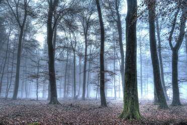 Herbstlicher Wald, Rheinland-Pfalz, Deutschland, Europa - RHPLF01035