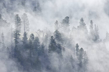 Evergreen trees in fog, Yellowstone National Park, UNESCO World Heritage Site, Wyoming, United States of America, North America - RHPLF01078