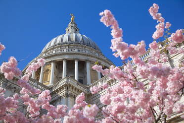 St. Paul's Cathedral und Frühlingsblüte, London, England, Vereinigtes Königreich, Europa - RHPLF01109