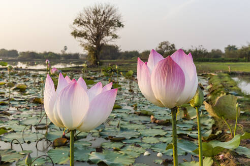 Lotusblume (Nelumbo nucifera), in der Nähe des Dorfes Kampong Tralach, Kambodscha, Indochina, Südostasien, Asien - RHPLF01135